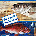 Les poissons de Dilo